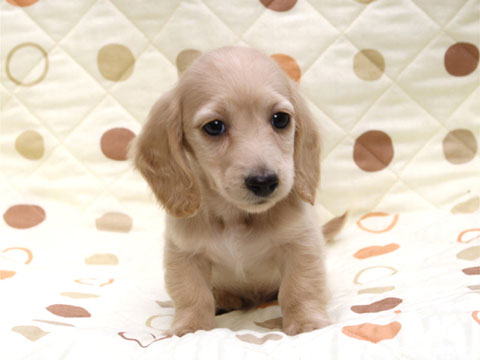 犬 お座り ダックスフント】の画像素材 | ペット・生き物の写真