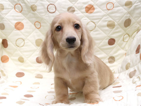 8/28生まれ・ミニチュアダックスフンド・ピュアクリームの男の子