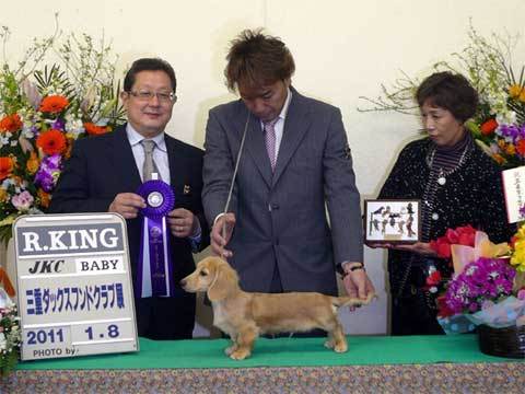 8/28生まれ・ミニチュアダックスフンド・ピュアクリームの男の子